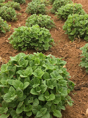 Load image into Gallery viewer, Mentuccia Romana
