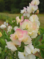 Load image into Gallery viewer, Sweet Pea, 'Mollie Rilstone'
