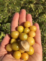 Load image into Gallery viewer, Ground Cherry 'Aunt Molly's'
