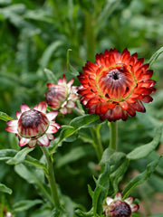Load image into Gallery viewer, Strawflower, 'Monstrosum Fireball'
