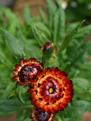 Load image into Gallery viewer, Strawflower, 'Monstrosum Fireball'

