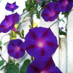 Load image into Gallery viewer, Morning Glory, 'Grandpa Ott's'
