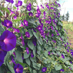 Load image into Gallery viewer, Morning Glory, 'Grandpa Ott's'
