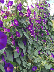 Load image into Gallery viewer, Morning Glory, 'Grandpa Ott's'
