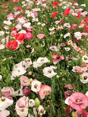 Load image into Gallery viewer, Poppy, Shirley 'Mother of Pearl'
