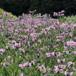 Load image into Gallery viewer, Forget-Me-Not, Chinese, 'Mystery Rose'
