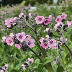 Load image into Gallery viewer, Forget-Me-Not, Chinese, 'Mystery Rose'
