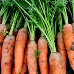 Load image into Gallery viewer, Carrot, 'Scarlet Nantes'
