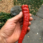 Load image into Gallery viewer, Sweet Pepper, 'Jimmy Nardello'
