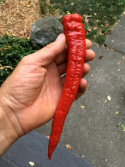 Load image into Gallery viewer, Sweet Pepper, 'Jimmy Nardello'
