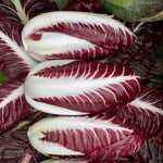 Load image into Gallery viewer, Radicchio (Rosso di Treviso Precoce), 'Pacifico'
