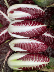 Load image into Gallery viewer, Radicchio (Rosso di Treviso Precoce), 'Pacifico'
