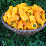 Load image into Gallery viewer, Sweet Pepper, 'Petit Marseillais'
