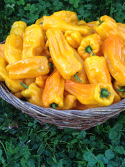Load image into Gallery viewer, Sweet Pepper, 'Petit Marseillais'
