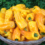 Load image into Gallery viewer, Sweet Pepper, 'Petit Marseillais'
