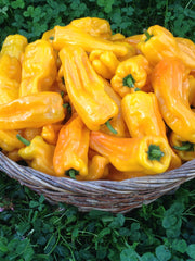 Load image into Gallery viewer, Sweet Pepper, 'Petit Marseillais'
