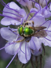 Load image into Gallery viewer, Phacelia, 'Bee's Friend'
