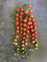 Load image into Gallery viewer, Tomato, 'Pinky'
