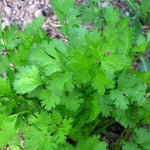 Load image into Gallery viewer, Cilantro, 'Pokey Joe'
