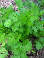 Load image into Gallery viewer, Cilantro, 'Pokey Joe'
