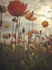 Load image into Gallery viewer, Poppy, Iceland, 'Pastel Meadows'
