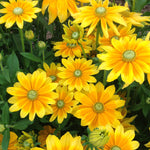 Load image into Gallery viewer, Rudbeckia, 'Prairie Sun'
