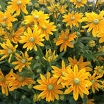 Load image into Gallery viewer, Rudbeckia, 'Prairie Sun'
