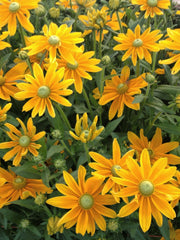 Load image into Gallery viewer, Rudbeckia, 'Prairie Sun'
