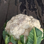 Load image into Gallery viewer, Cauliflower, 'Prestige'
