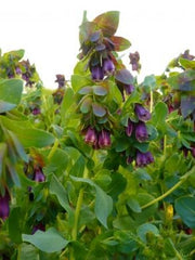 Load image into Gallery viewer, Cerinthe, 'Pride of Gibraltar'

