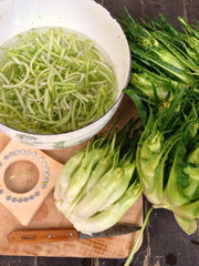 Load image into Gallery viewer, Chicory (Puntarelle di Galatina), 'Medusa'

