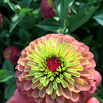 Load image into Gallery viewer, Zinnia, 'Queen Red Lime'
