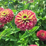 Load image into Gallery viewer, Zinnia, 'Queen Red Lime'
