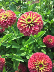 Load image into Gallery viewer, Zinnia, 'Queen Red Lime'
