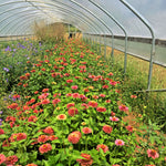 Load image into Gallery viewer, Zinnia, 'Queen Red Lime'
