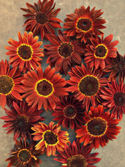 Load image into Gallery viewer, Sunflower, 'Reds'
