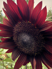 Load image into Gallery viewer, Sunflower, 'Reds'
