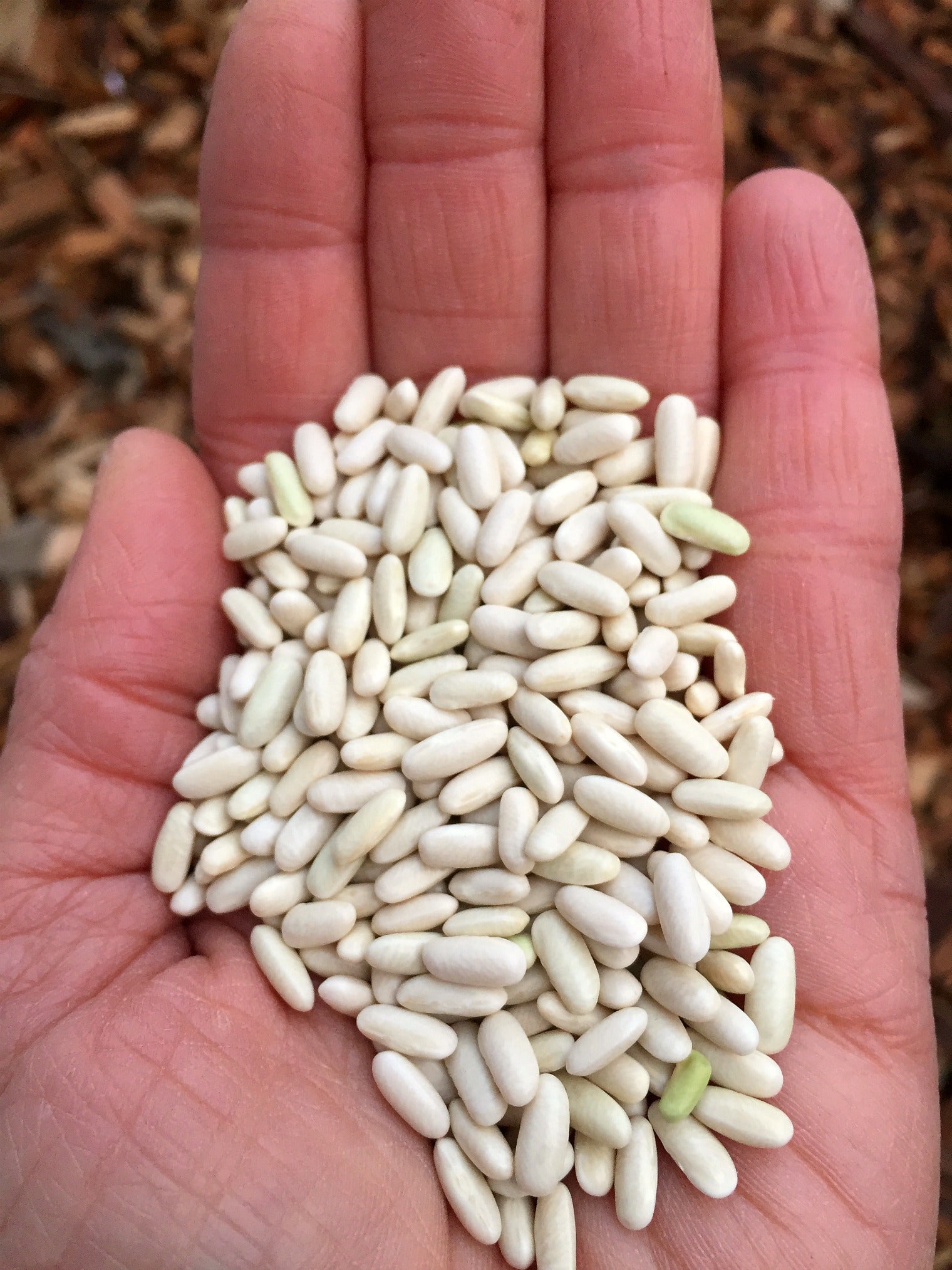white rice seeds for planting Bean, Bush Dry, 'Hungarian Rice Bean'