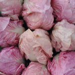 Load image into Gallery viewer, Radicchio (Rosa del Veneto), 'Rosato'
