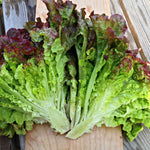 Load image into Gallery viewer, Lettuce, 'Royal Red'
