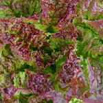 Load image into Gallery viewer, Lettuce, 'Royal Red'
