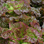 Load image into Gallery viewer, Lettuce, 'Royal Red'
