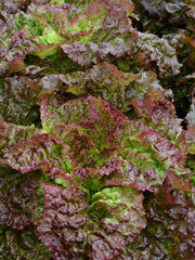 Load image into Gallery viewer, Lettuce, 'Royal Red'
