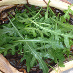 Load image into Gallery viewer, Arugula, 'Rucola'
