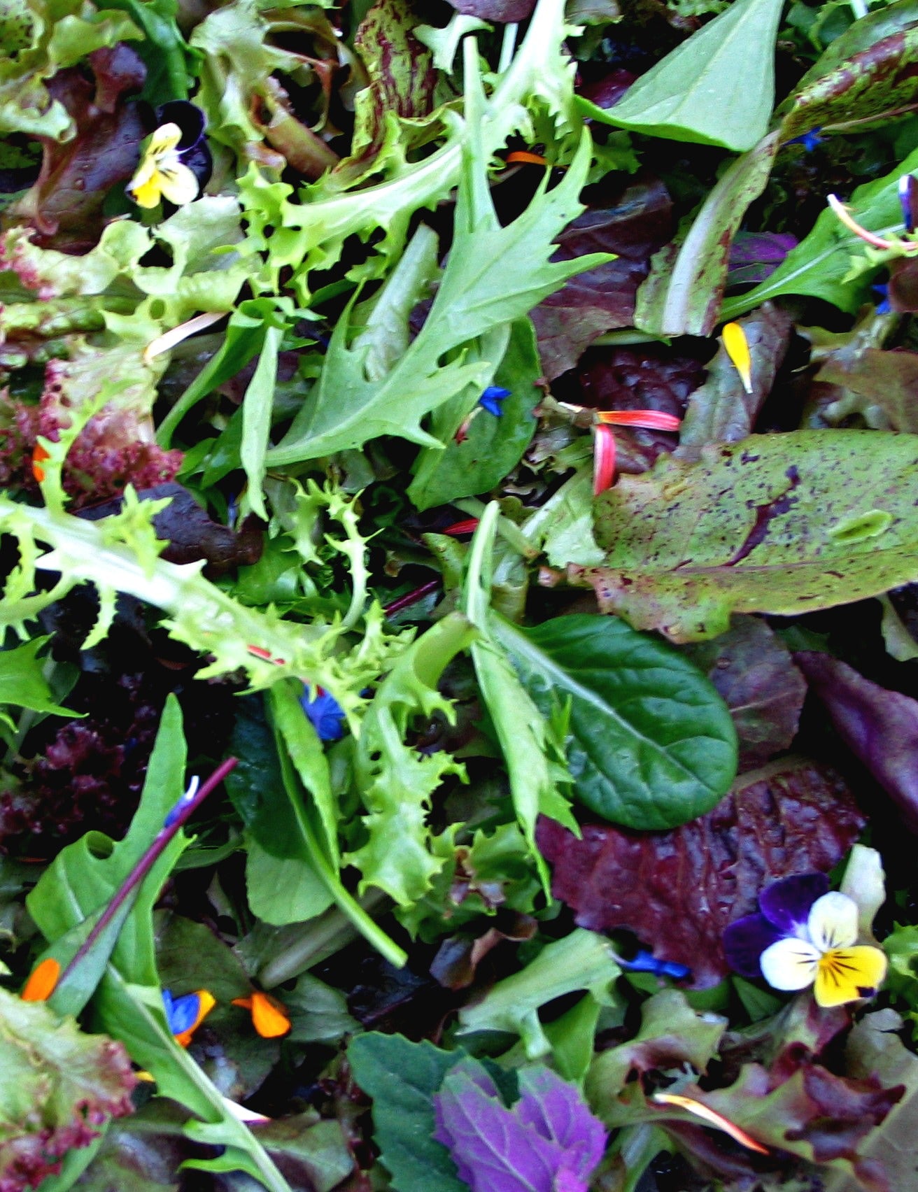 planting mesclun lettuce seeds Uprising Spicy Mesclun