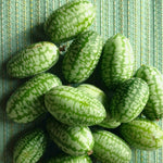 Load image into Gallery viewer, Cucumber (Mexican Sour Gherkin, Cucamelon), 'Sandita'
