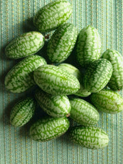 Load image into Gallery viewer, Cucumber (Mexican Sour Gherkin, Cucamelon), 'Sandita'

