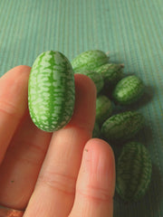 Load image into Gallery viewer, Cucumber (Mexican Sour Gherkin, Cucamelon), 'Sandita'

