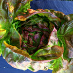Load image into Gallery viewer, Lettuce, 'Scarlet Butter'
