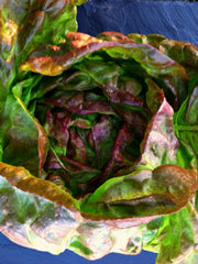 Load image into Gallery viewer, Lettuce, 'Scarlet Butter'
